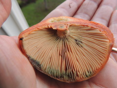Lactarius rubrilacteus