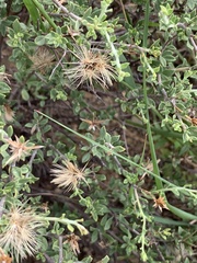 Pegolettia retrofracta