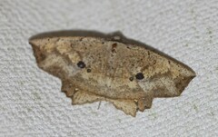 Polyacme subpulchra