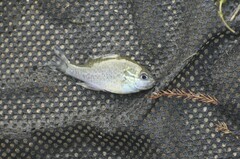 Lepomis aquilensis