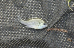 Lepomis aquilensis