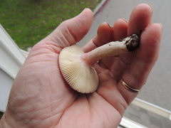 Russula sanguinea