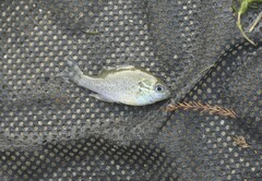 Lepomis aquilensis