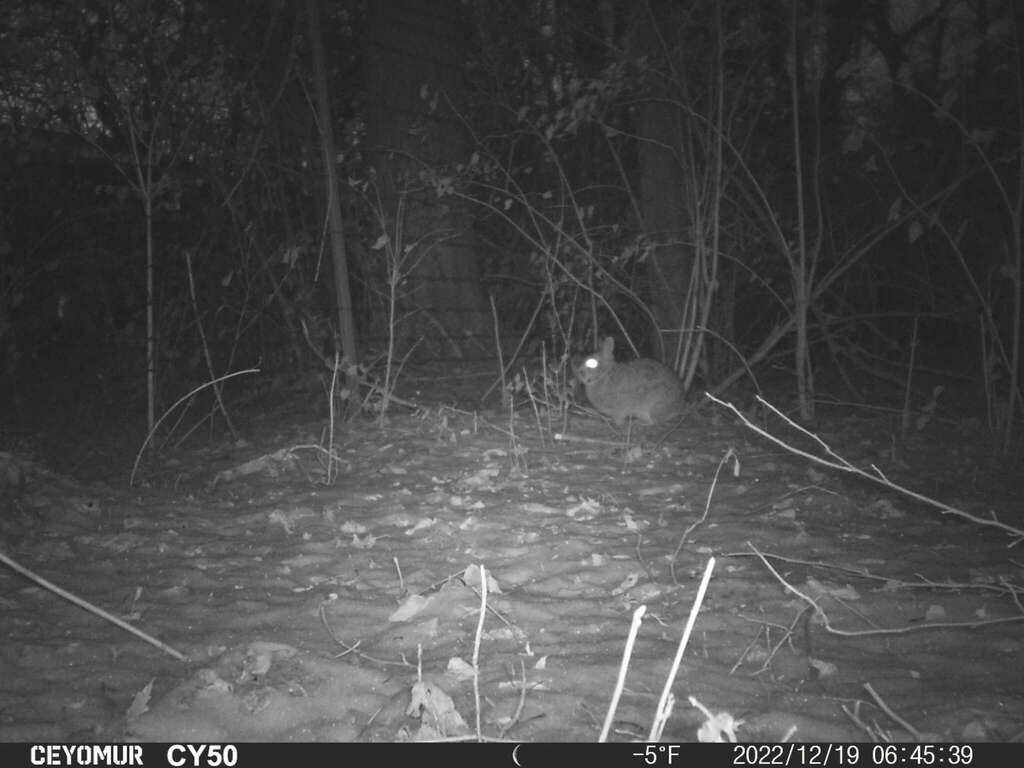 Eastern Cottontail in December 2022 by wmct276 · iNaturalist