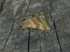 Heliothis adaucta