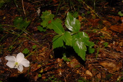 Anemonastrum deltoideum