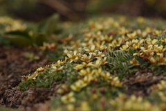 Potentilla tetrandra