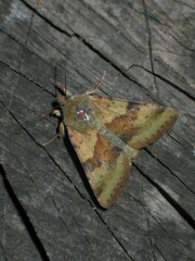 Heliothis adaucta