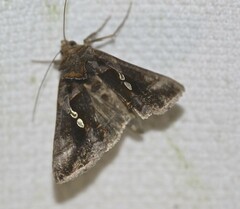 Chrysodeixis eriosoma