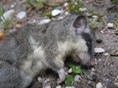 Dryomys nitedula