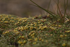Potentilla tetrandra