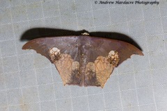 Timandromorpha energes