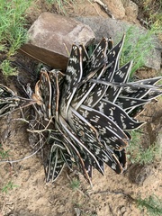 Gonialoe variegata