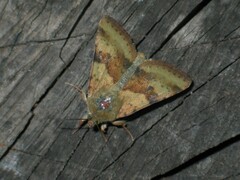 Heliothis adaucta