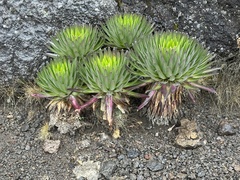 Dendrosenecio