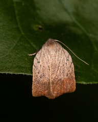 Tortricopsis pyroptis