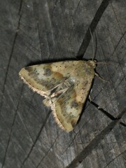 Heliothis adaucta