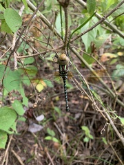 Castoraeschna longfieldae