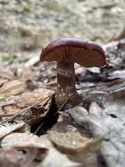 Cortinarius distans