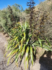 Phormium