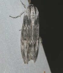 Capusa senilis