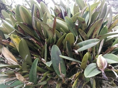 Epidendreae