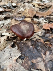 Cortinarius distans