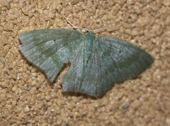 Prasinocyma lychnopasta
