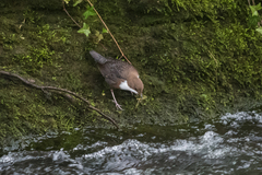Cinclus cinclus aquaticus