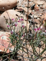Polygala leptophylla