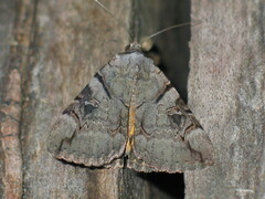 Catocala hymenaea