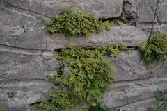 Asplenium ruta-muraria
