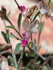 Polygala leptophylla