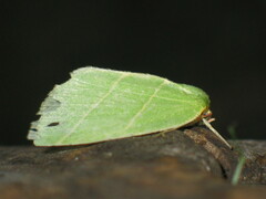 Bena bicolorana