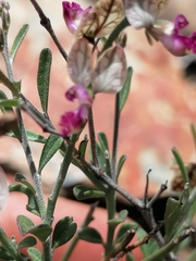 Polygala leptophylla