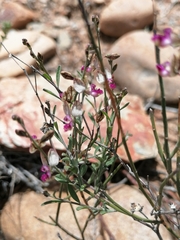 Polygala leptophylla