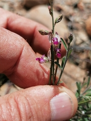 Polygala leptophylla