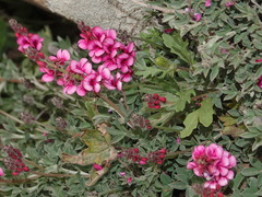 Indigofera meyeriana