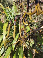 Phormium
