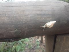 Drymaeus interpunctus