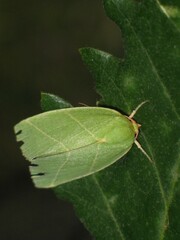 Bena bicolorana