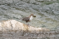 Cinclus cinclus aquaticus