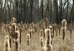 Typha latifolia