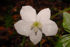Anemonastrum deltoideum