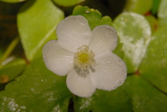 Anemonastrum deltoideum