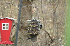 Dryobates pubescens pubescens