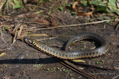 Helicops leopardinus