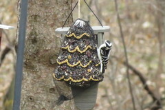 Dryobates pubescens pubescens