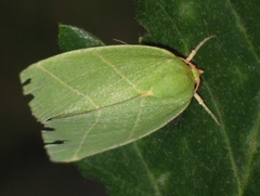 Bena bicolorana