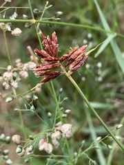Cyperus usitatus